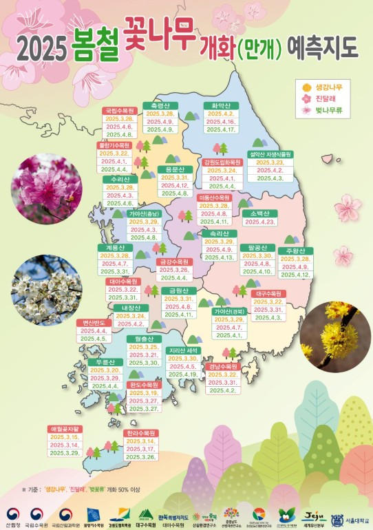 2025년 서울 부산 제주 전국 봄꽃 벚꽃 개화 만개 시기